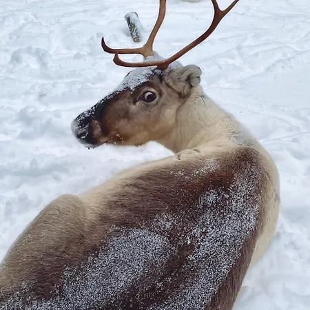 - Lapland Villas, Aarnilampi Beach, Private For Outdoor Lovers & Families, Sauna, Fireplace