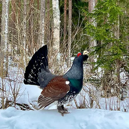 Alpesi faház By Lapland Villas, Near Aarnilampi Beach, Great Private For Families & Outdoor Lovers, Sauna, Wifi Luosto